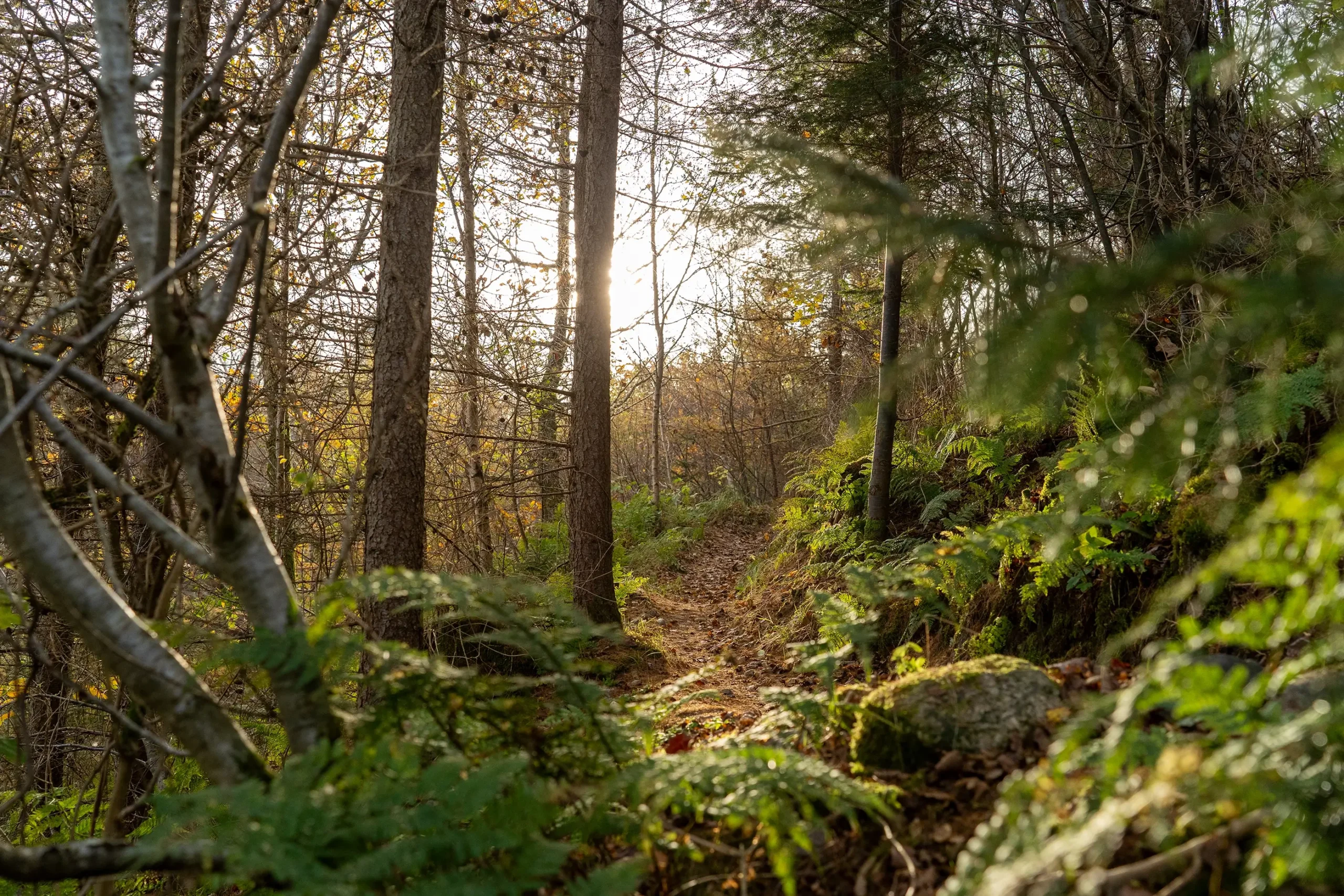 Naturoplevelser på MTB i Slettestrand | Foto: Kristian Skjødt